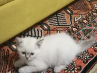 Çok sağlıklı kum ve mama alışkanlığı var scottish