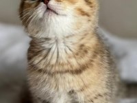 Ny24 golden scottish fold bebeklerimiz