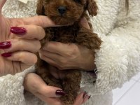Kore poodle