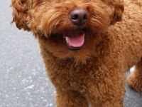 Eşleştirme Adayı Red Toy Poodle 3 KG Kaliteli Sperm