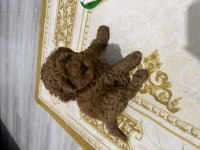 Poodle sahiplenmek 3 aylık
