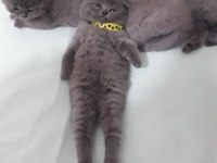 BABY Scottish Fold sahiplerini bekliyor