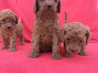 Kaliteli Poodle Yavrularımız