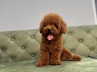 KORE TOY GARANTİLİ RED BROWN TOY POODLE BEBEKLERİMİZ