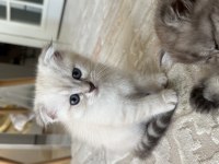4 kg mama karşılığında sahiplendirilecek kediler