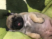 Pug mops yavru