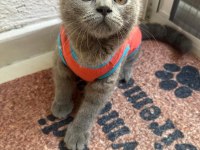Tombik kedimiz mücomuz yuva arıyor