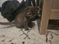 3 Aylık Scottish Fold (Kıvrık Kulaklı) Kahverengi