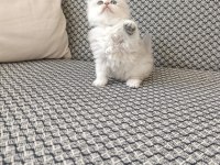 Silver kız kardeş kediler