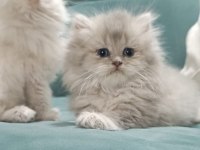 Golden british longhair