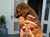45 GÜNLÜK ERKEK TOY POODLE