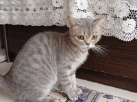 Kendimizin Yavruları Öldü 2 3 Haftalık Acil Lazım