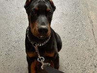 Üst sınıf estetikli doberman yavrular