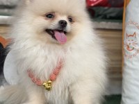 AYI SURAT TEACUP POMERANİAN YAVRULARIMIZ