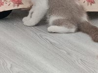 BRİTİSH BİCOLOR GÜZEL KIZIMIZ