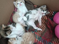 1 aylık tatlı mı tatlı yavru kedilerimiz