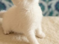 Scottish Fold Kediler