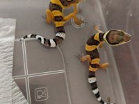 Leopar Gecko Yavru