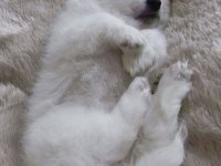 60 65 Günlük Samoyed yavruları