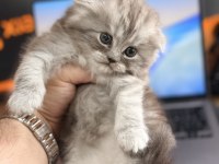 Scottish Fold Longhair Özel Renk Irk Garantili Dişi