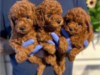 Efsane yavru poodle köpeklerimiz