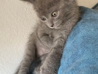 27 Temmuz Doğumlu Gri Scottish Fold Yavrular