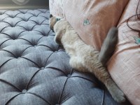 4 aylık scottish fold