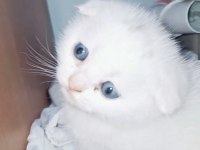 Top surat ponçik scottish fold teslime hazır