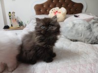 2 BUÇUK AYLIK DİŞİ YAVRU CİNNAMON KEDİSİ