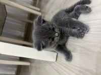 Scottish fold kedisi