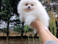Köpeğimiz büyümeyen 0 numara teacup safkan dişi