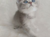 Minicik bebiş kediler