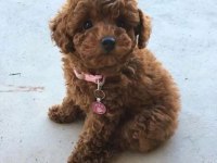 Toy poodle kendi yavrularımız uygun verilecek
