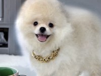 Beyaz Renk ayı surat pomeranian boo 2 aylık erkek yavrum