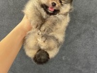 Pomeranian orjinal köpekler