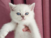Teslime hazır erkek british shorthair yavrularımız