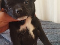 1 aylik jack russell terrier yavru köpekler