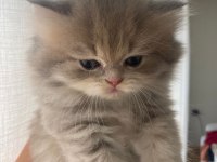 British golden shorthair/longhair erkek dişi