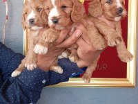 Kakabo yavru köpekler