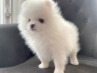 Dişi yavrumuz pomeranian boo teacup sahibini arıyor