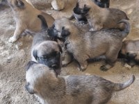Orjinal sivas kangal yavruları