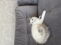 4.5 aylık şecereli show kalite ragdoll yavrusu