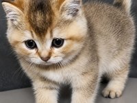 Çok uygun golden british shorthair bebekler