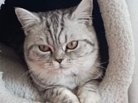 British shorthair silver tabby