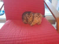 Turuncu bebisler bal oğullarım scottish fold