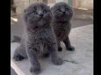 Scottish fold yavrular