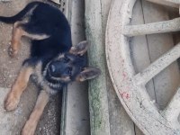 Anne ve baba şecereli showline alman kurdu 75 günlük