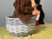 Kıvırcık tüy yumağı toy poodle yavrularım