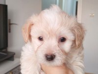 Ankara Maltipoo