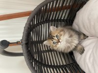 British longhair oğlumuza yuva arıyoruz